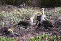 0849 Galapagos Waved Albatross