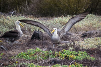 0850 Galapagos Waved Albatross