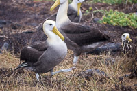 0853 Galapagos Waved Albatross