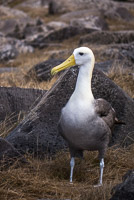 0855 Galapagos Waved Albatross