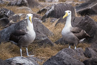 0856 Galapagos Waved Albatross
