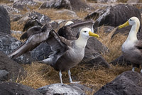 0857 Galapagos Waved Albatross