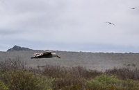 0879 Galapagos Waved Albatross