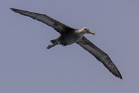 0880 Galapagos Waved Albatross