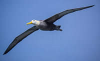 0882 Galapagos Waved Albatross