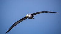0884 Galapagos Waved Albatross