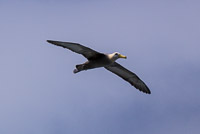 0885 Galapagos Waved Albatross