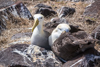 0886 Galapagos Waved Albatross
