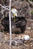 0887 Galapagos Waved Albatross