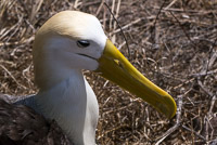 0891 Galapagos Waved Albatross