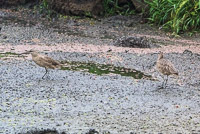 0911 Galapagos Whimbrel