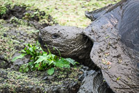 0912 Galapagos Giant Tortoise