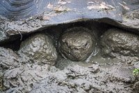 0913 Galapagos Giant Tortoise