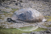 0918 Galapagos Giant Tortoise