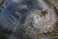 0919 Galapagos Giant Tortoise