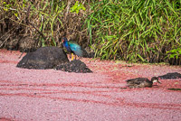 0920 Galapagos Purple Gallinule