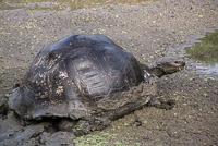 0922 Galapagos Giant Tortoise