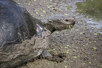 0923 Galapagos Giant Tortoise