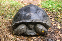 0926 Galapagos Giant Tortoise