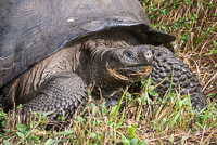0930 Galapagos Giant Tortoise