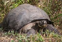 0931 Galapagos Giant Tortoise