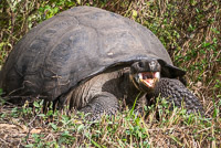 0933 Galapagos Giant Tortoise