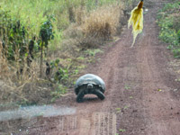 0934 Cathy Ecuador 2013 Galapagos Giant Tortoise