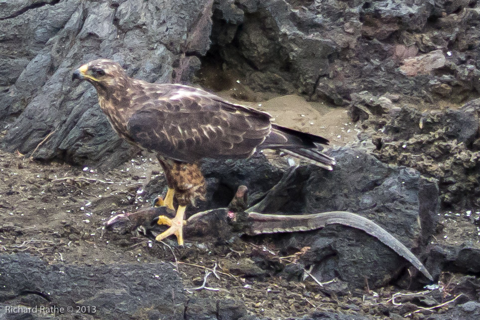Galápagos Hawk Having Lunch