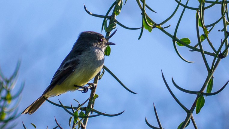Large-Billed Flycatcher