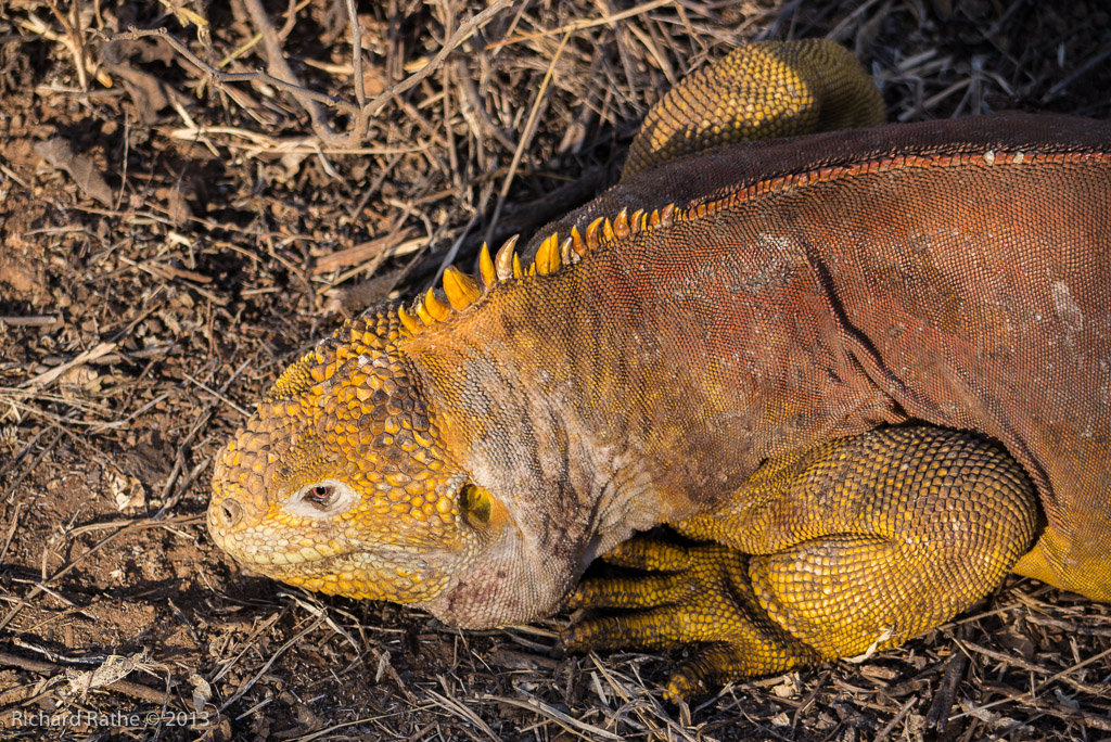 Yellow Land Iguana
