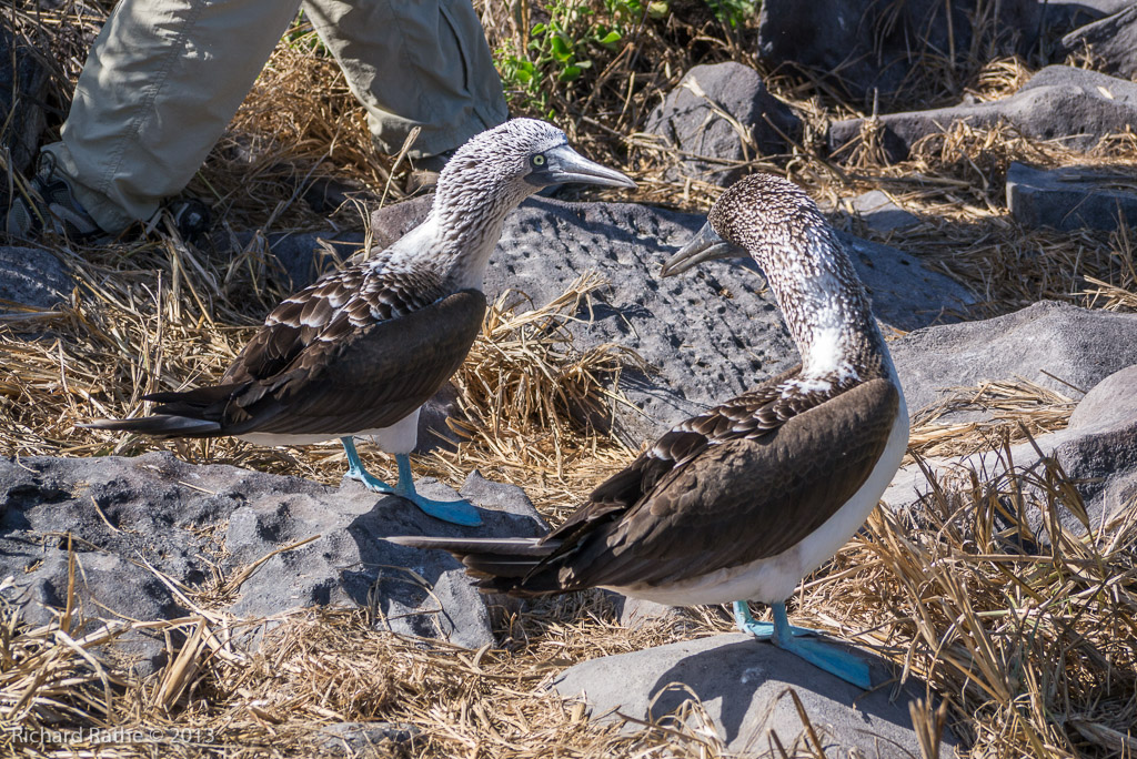Blue-Footed Boobies Courting