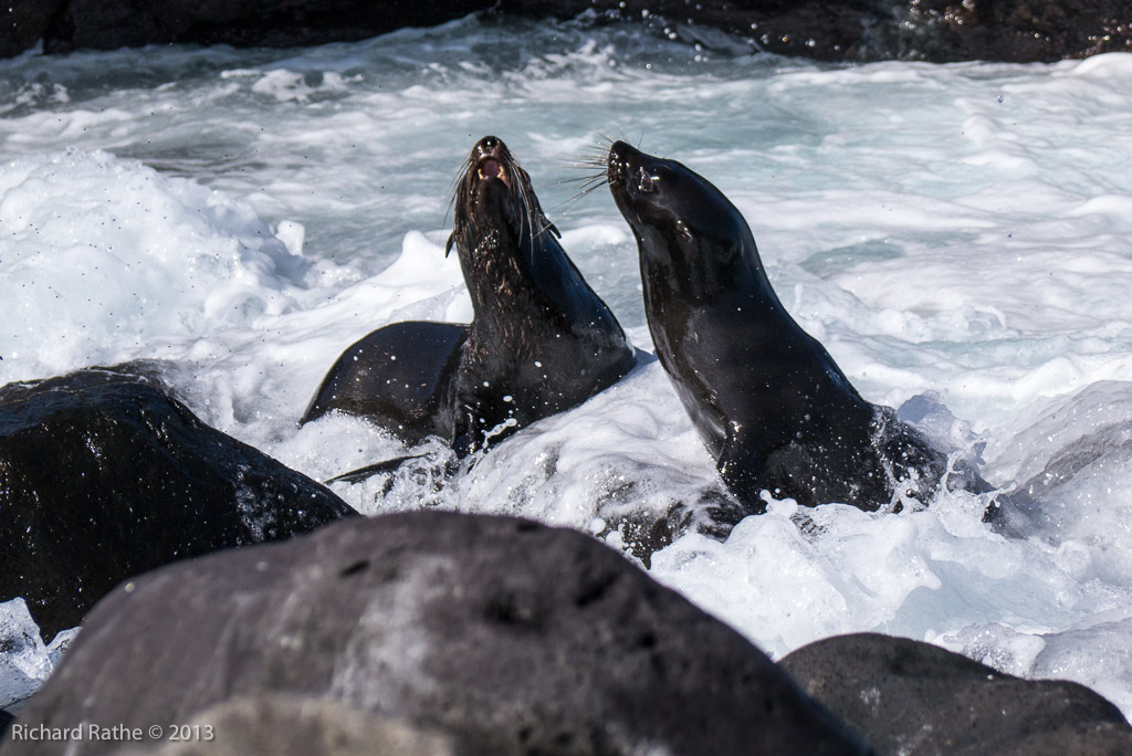 Fur Sea Lions
