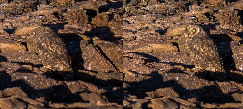 Well Camouflaged Small-Eared Owl
