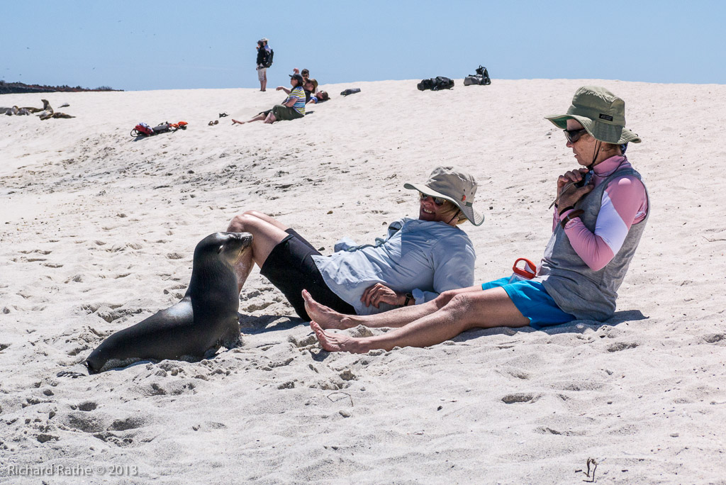Friendly Sea Lion Pup