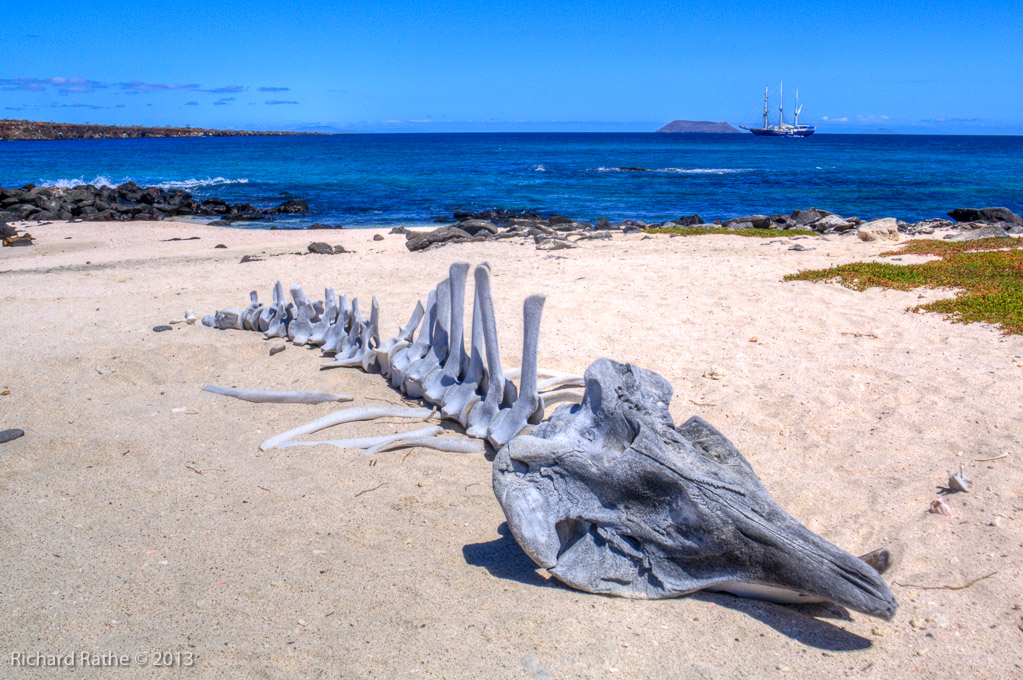 Beaked Whale Skeleton (Our Boat Beyond)
