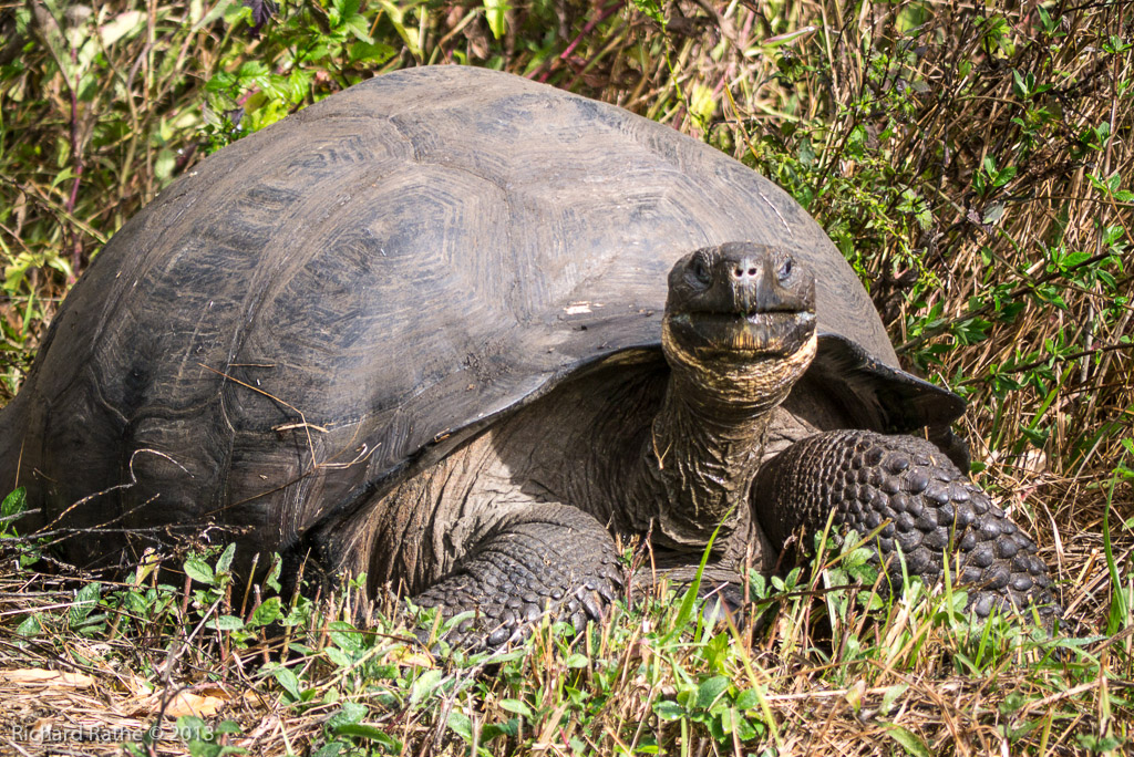 Santa Cruz Giant Tortoise
