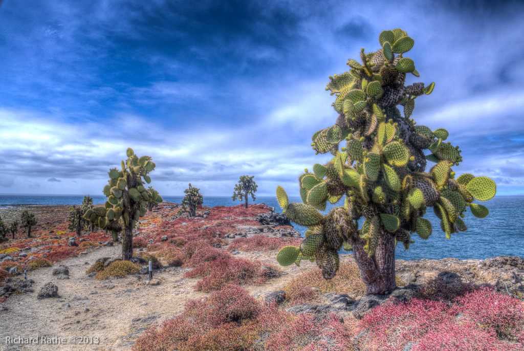 Opuntia Cactus on South Plaza Island