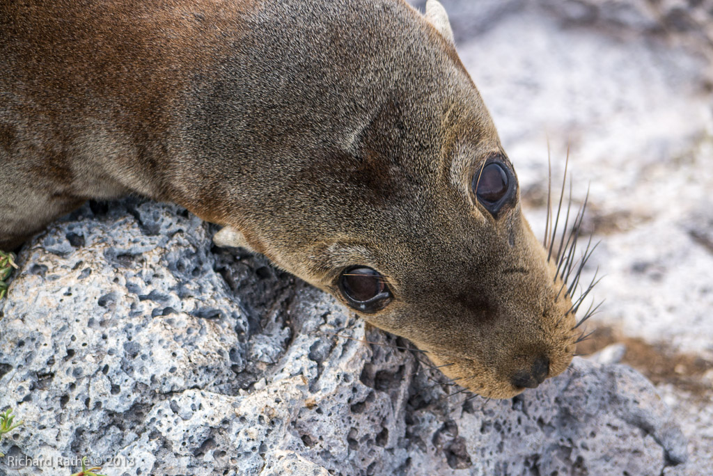 Sea Lion Pup with Soulful Eyes
