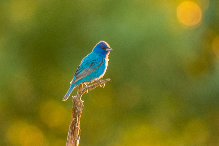 Indigo Bunting