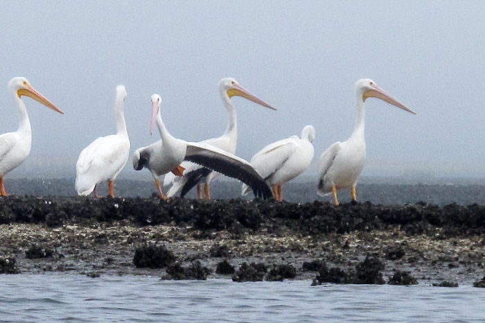 White Pelicans