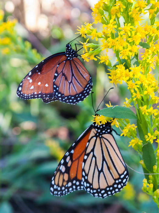 Monarch Butterflies
