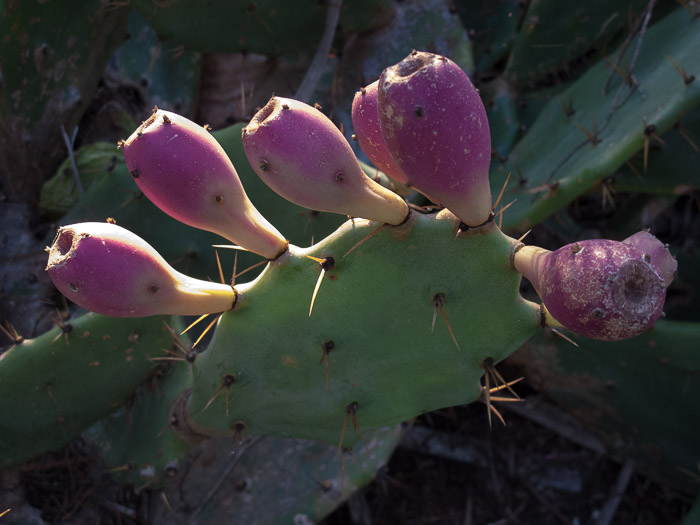 Prickly Pear Cactus