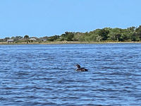 0003 Hall Creek 2021 Loon