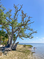 0005 Hall Creek 2021 Live Oak Key