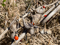 0006 Hall Creek 2021 Roadside Flowers 2021 Live Oak Key