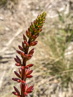 0007 Hall Creek 2021 Roadside Flowers 2021 Live Oak Key