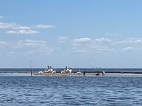 0008 Hall Creek 2021 White Pelicans With Crystal River Nuclear Plant In The Distance