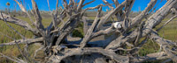 0011 Hall Creek 2021 Panopainting Panorama 