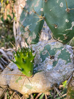 0016 Hall Creek 2021 Roadside Flowers 2021 