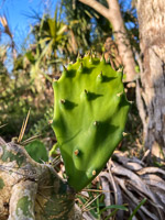 0017 Hall Creek 2021 Roadside Flowers 2021 